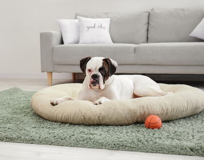 The Ultimate Guide To Choosing The Right Pet Bed: What To Look For