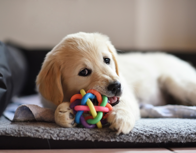 The Best Chew Toys For Teething Puppies: How To Help Your Puppy Through This Stage