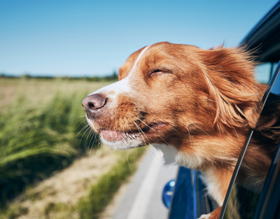 The Ultimate Guide To Traveling With Your Furry Friend