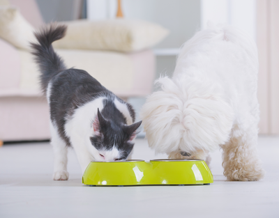 The Top 5 Benefits of Slow Feeder Bowls for Your Dog: How to Keep Your Pup Healthy and Happy