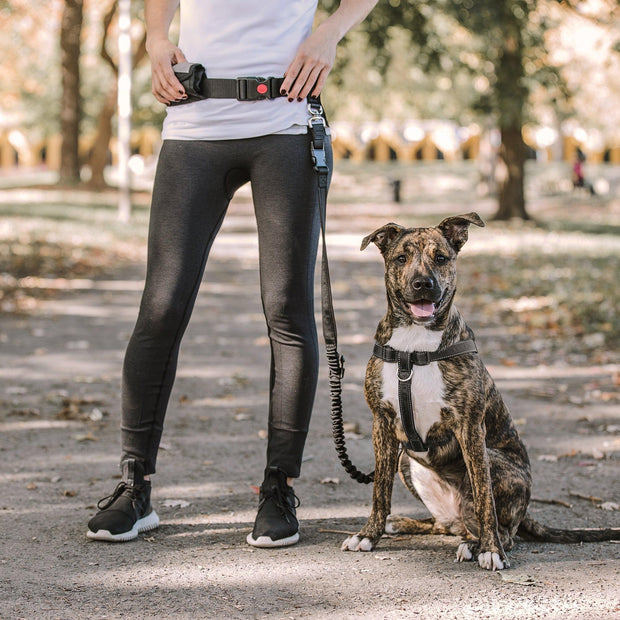 Waist Belt & Bungee Dog Leash - FurryPawsome